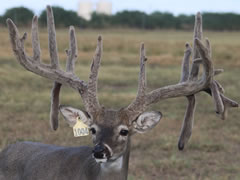 breeder whitetail buck MM W1004 David